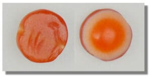 Proche-Orient - Perle en cornaline - IIème-IIIème siècle ap. J.-C.