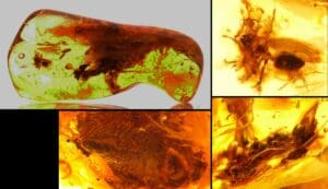 Baltique - Bloc d'ambre avec inclusion d'insectes - 40 millions d'année