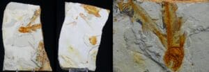 Fin du Jurassic / Début du Crétacé - Fossile de Lycoptera - 150 / 140 millions d'années