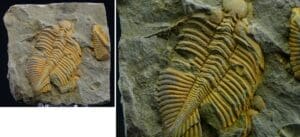 Fossile de Trilobite