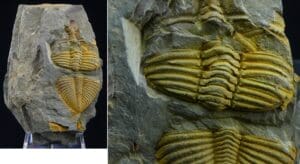 Fossile de Trilobite