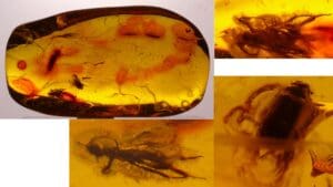 Baltique - Bloc d'ambre avec inclusions d'insectes - 40 millions d'années