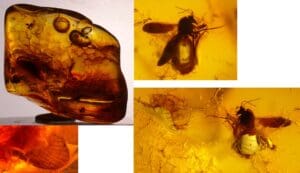 Baltique - Bloc d'ambre avec inclusions d'insectes - 40 millions d'années