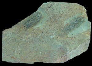 Cambrien moyen - Plaque avec 2 Paradoxides - 520 millions d'années