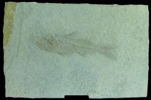 Crétacé - Plaque fossile de poisson -  150 / 140 millions d'années