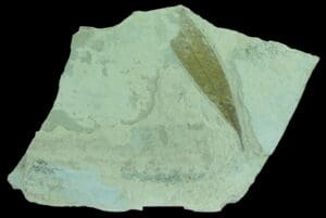 Carbonifère - Plaque fossile de feuille - 360 millions d'années