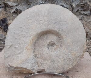 Crétacé - Grande ammonites - Fossile de Ammonitina ,Larcheria larcheri - 145 / 65 millions d'année