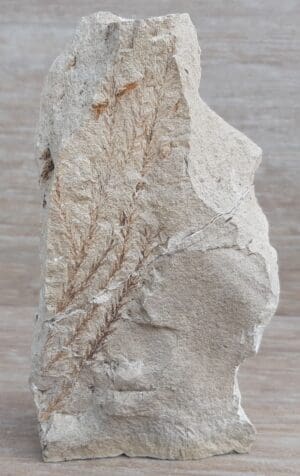 Carbonifère - Plaque fossile de végétaux - 360 millions d'annnées