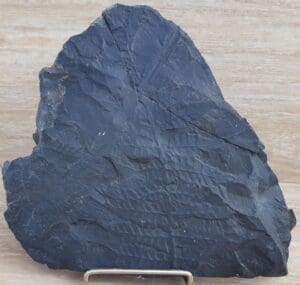 Carbonifère - Plaque fossile de végétaux - 360 millions d'annnées