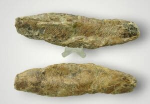 Crétacé - Poisson fossile - 145 / 66 millions d'années