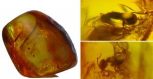 Baltique - Bloc d'ambre avec inclusion d'insectes - 40 millions d'année