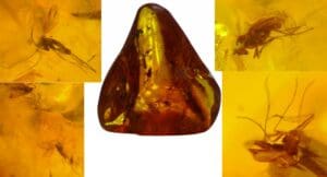 Baltique - Bloc d'ambre avec inclusion d'insectes - 40 millions d'année