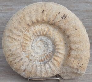 Paléozoïque - Fin du Permien - Ammonite fossilisée - 470 / 252 millions d'années