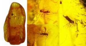 Baltique - Bloc d'ambre avec inclusion d'insectes - 40 millions d'année