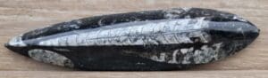 Paléozoïque - Fin du Permien - Orthoceras fossilisé - 470 / 252 millions d'années