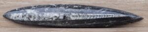 Paléozoïque - Fin du Permien - Orthoceras fossilisé - 470 / 252 millions d'années