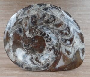 Paléozoïque - Fin du Permien - Ammonite fossilisée - 470 / 252 millions d'années