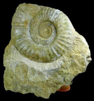 Mézozoïque, Crétacé - Ammonite - 146 / 100 millions d’années