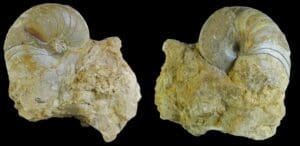 Dévonien au Permien - Ammonite - 420 / 251 milions d’années