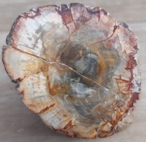 Bois fossilisé