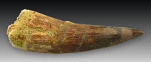 Crétacé, Cénomanien - Dent fossile de Spinosaurus aegyptiacus - 100 / 93 millions d’années