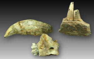 Lot de trois dents d’animaux préhistoriques - 30 000 av. J.-C.