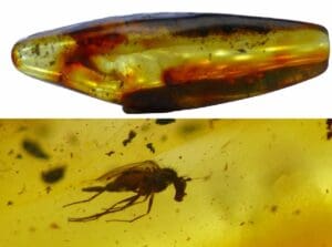 Baltique - Bloc d'ambre avec inclusion d'insectes - 40 millions d'année