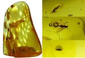Baltique - Bloc d'ambre avec inclusion d'insectes - 40 millions d'année